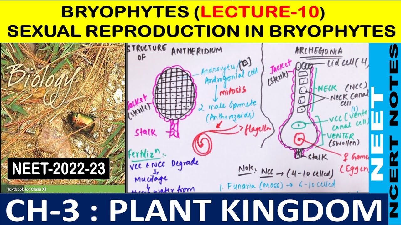 Plant Kingdom Class 11 | Sexual Reproduction in Bryophytes in Hindi | Lecture - 10 |NEET-2022 & 2023