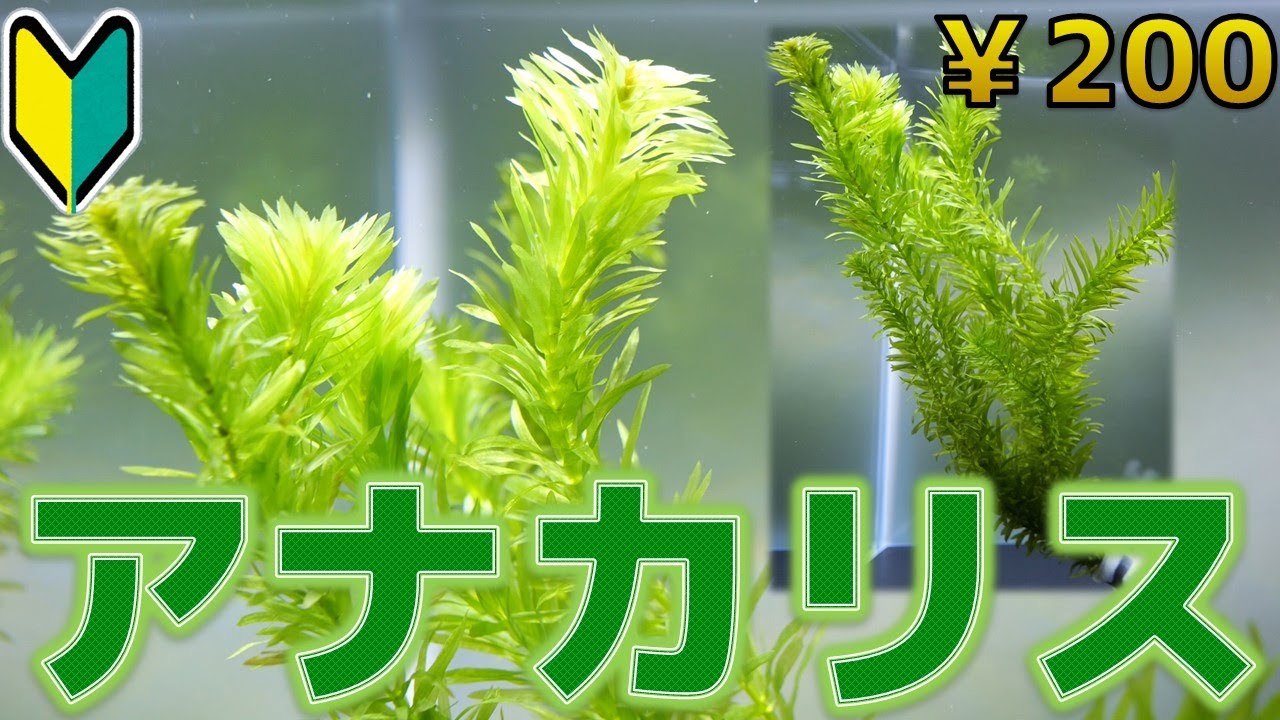 【水草紹介】体表に気を付けて。アナカリス【ふぶきテトラ】