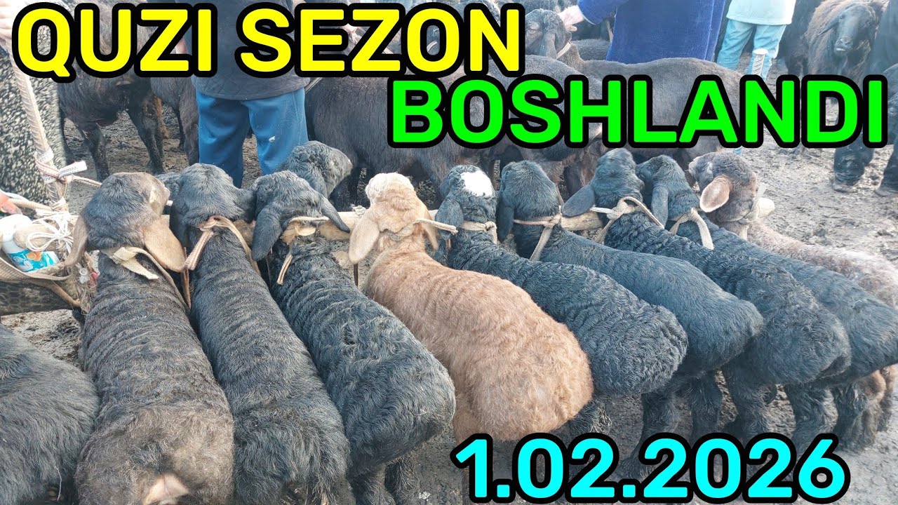 1.02.2026 QUZILARNI ARZONLARIDAN QARSHI KARVON MOL BOZORIDA 