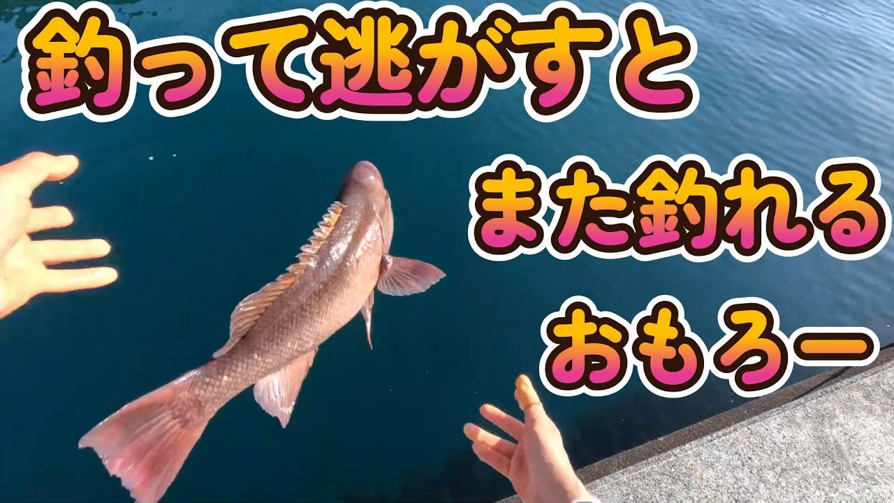 【四国遠征愛媛編】チョー大物の波止で狙ってみたものの三度奴が来た