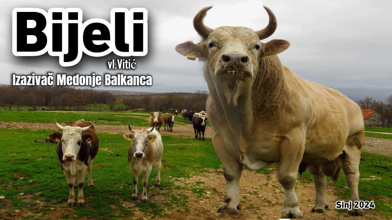 Bijeli i ostali bikovi bodači od Vitića iz Sinja