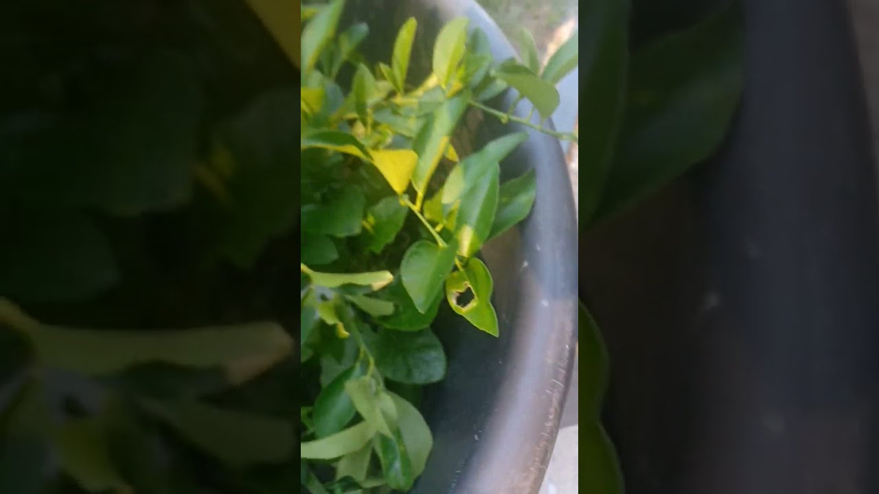 Lemon🍋 And Lime🍈 Trees Need Protection @kizziesplace
