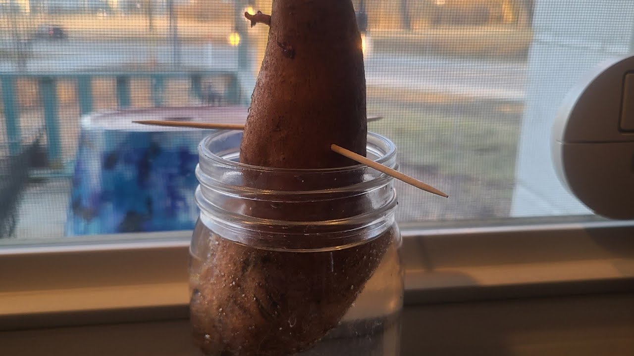 Start your sweet potato slips with this easy method!
