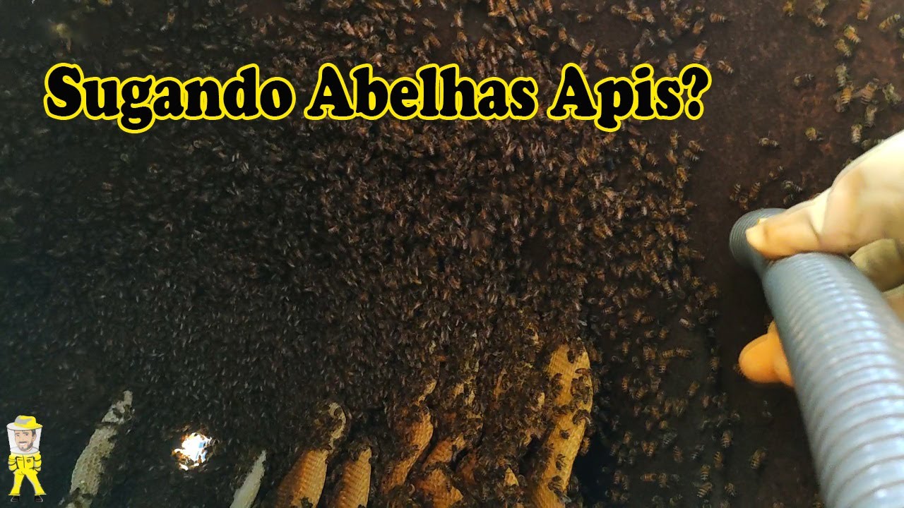 TRANSFERÊNCIA DE APIS USANDO ASPIRADOR, ENXAME EM GALÃO DE 200 LITROS | CRIANDO ABELHAS!