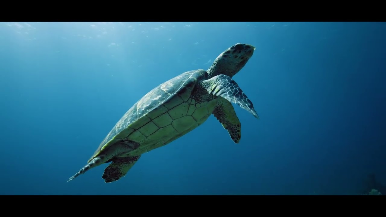 Trailer: The Story of the World&rsquo;s First Ocean Debt Conversion