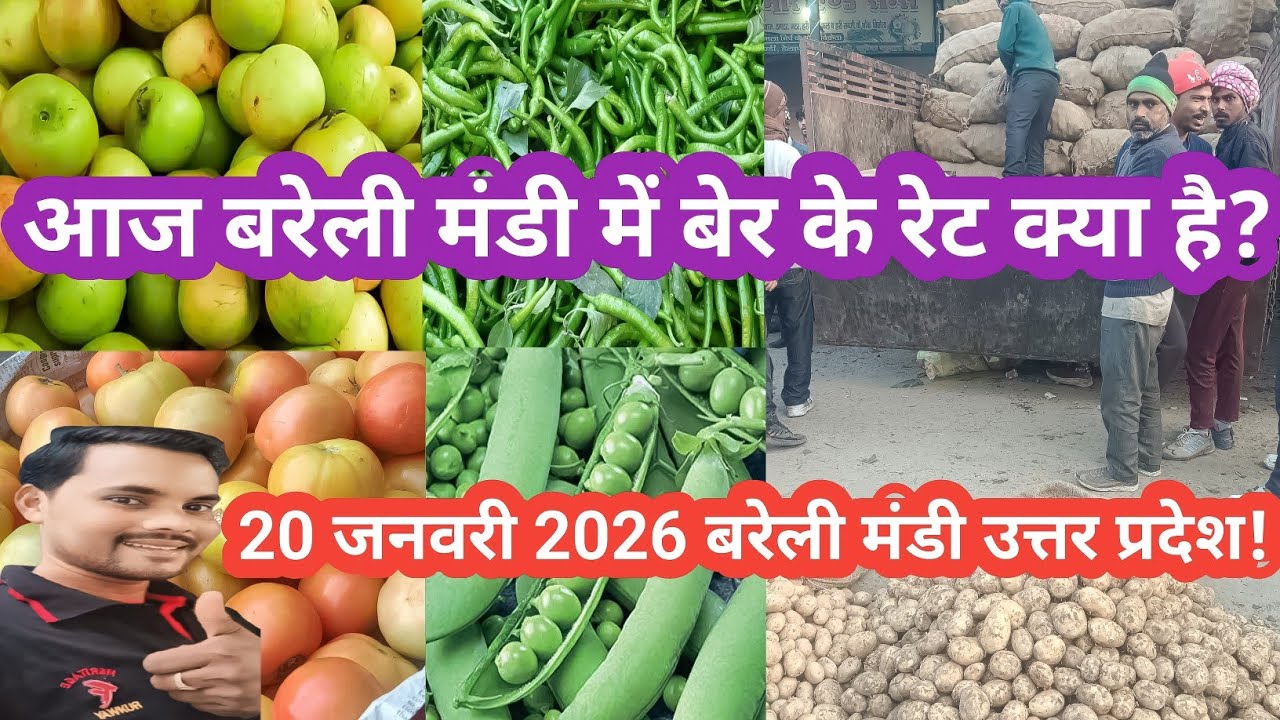 आज का बेर और सब्जियों के होलसेल रेट बरेली मंडी 💯 January 20, 2026