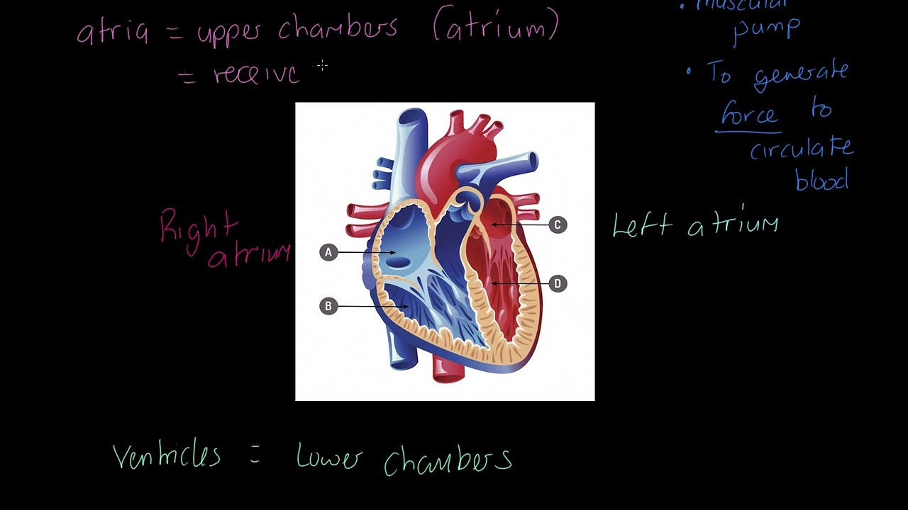 AQA GCSE PE: Structure of the Heart
