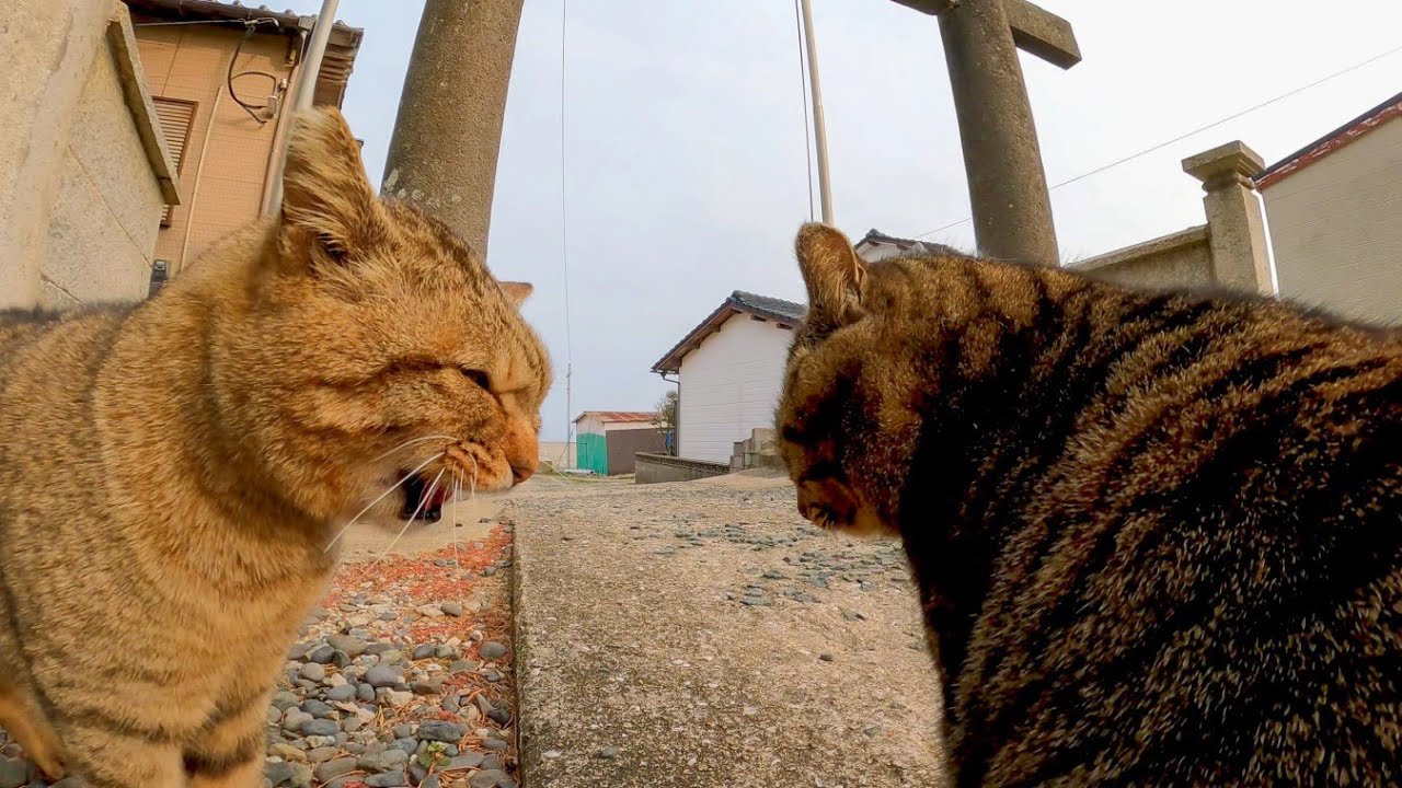 Кошка, которая угрожает кошке-сопернице, когда ее гладят, по незнанию перерастает в большую драку.