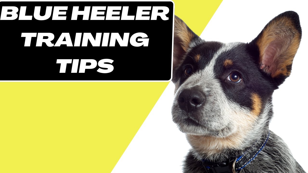 9 Blue Heeler Puppy Training Tips - Australian Cattle Dog Training