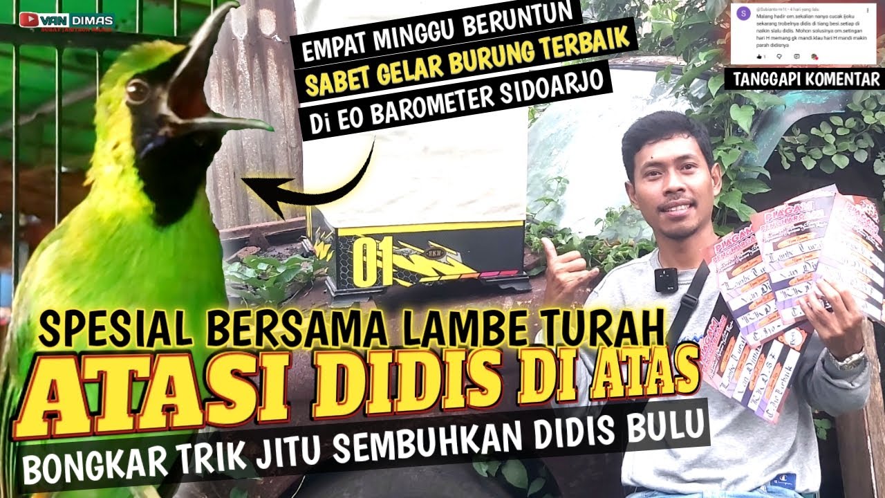 TIPS  Cucak ijo Didis Bulu‼️Blak-Blakan Rawatan Cucak ijo dan settingan Lomba Cucak ijo Didis 