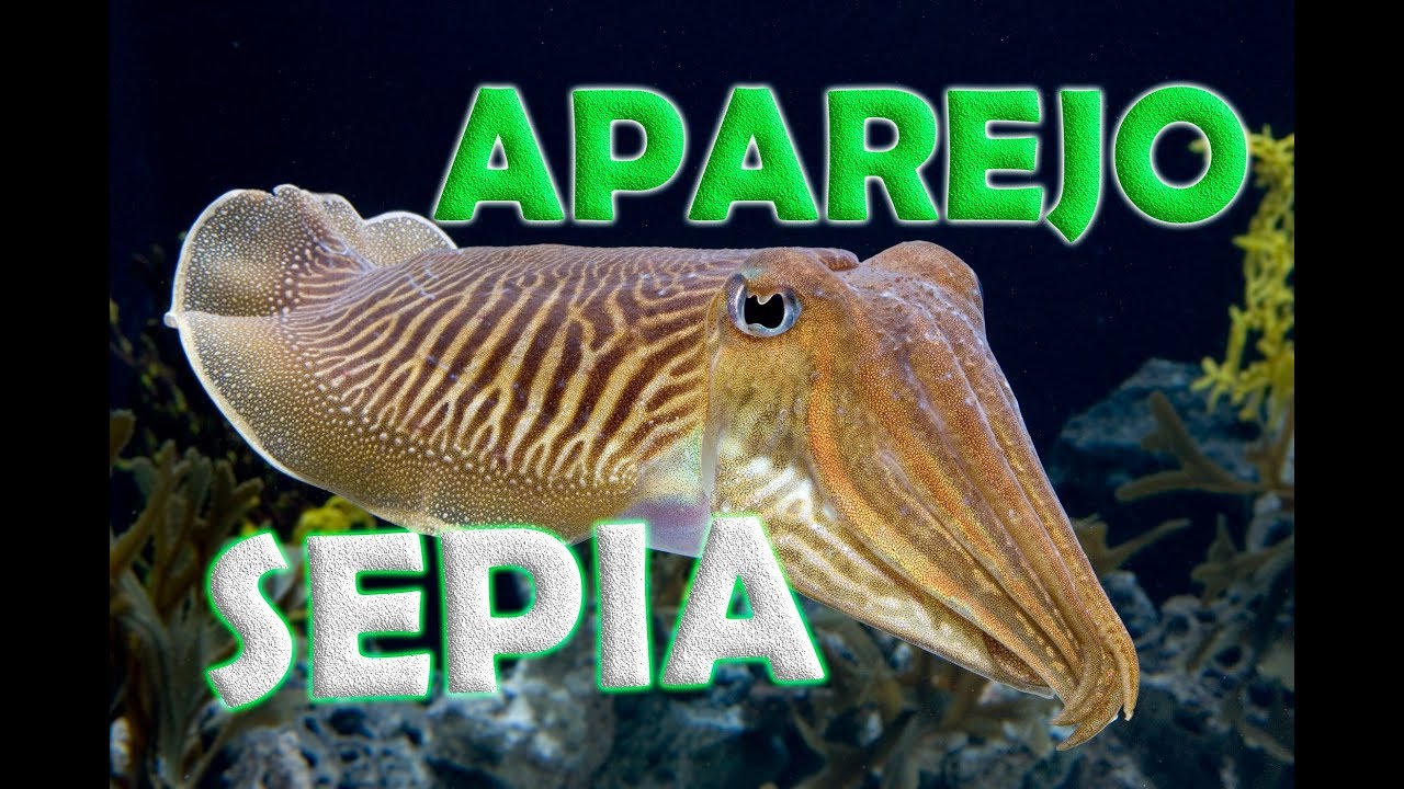 🦑APAREJO PESCA SEPIA🦑 - CHOCO a FONDO ( EGING ) 4/5