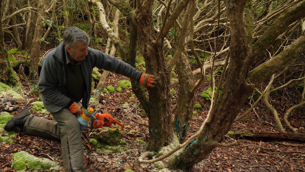 Rhododendron Control Stem Injection CHAINSAW METHOD