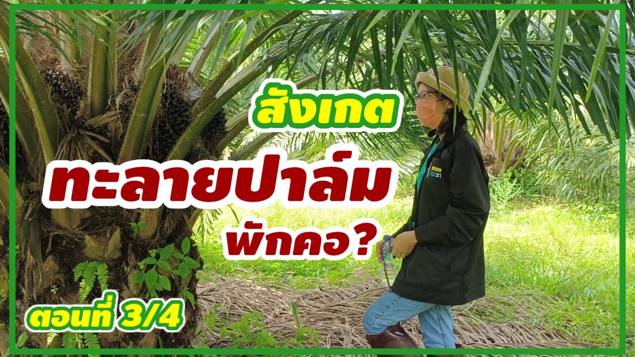🌿[ตัดแต่งทางใบปาล์มน้ำมัน] ตอนที่3 มาสังเกตและนับทะลาย? ปาล์มพักคอ? ชมสวนปาล์มตาชวนเรียนรู้ไปด้วยกัน