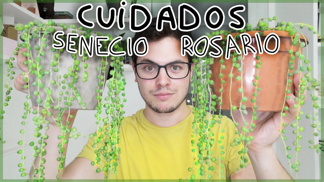 Curio rowleyanus - CUIDADOS - PROPAGACIÓN - TIPS