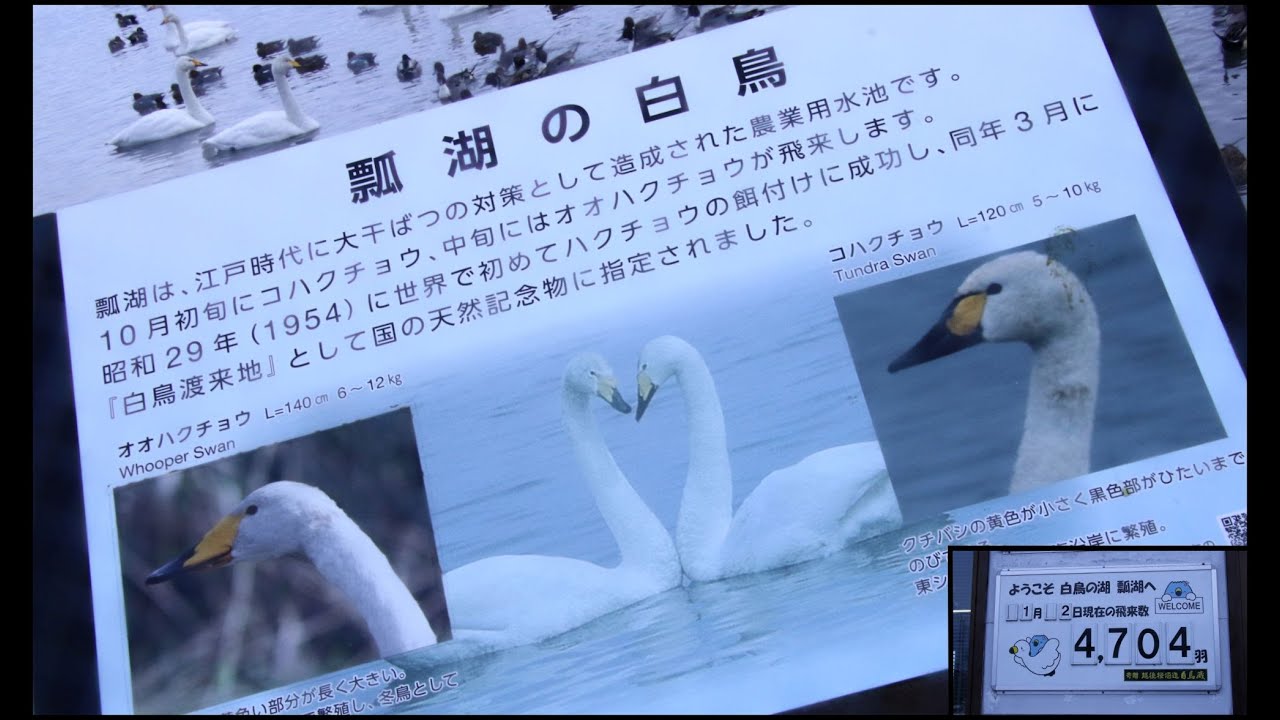 白鳥の湖・瓢湖朝の飛翔