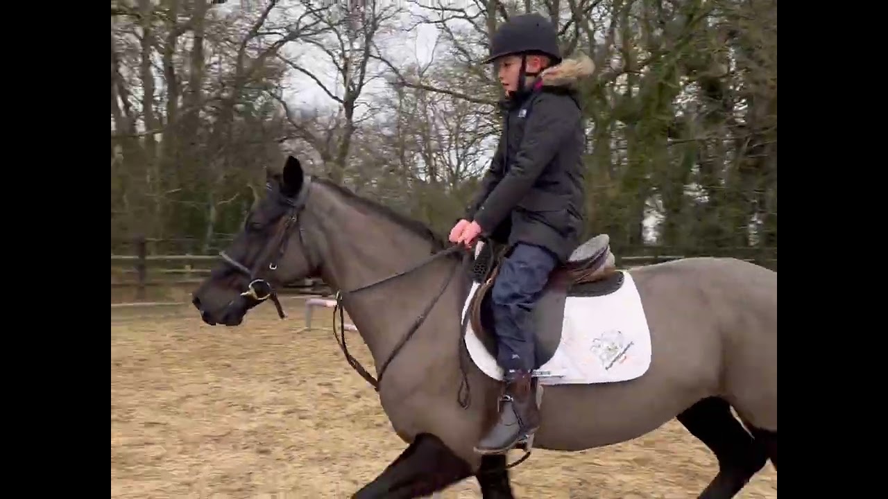 PERFECT 14.2HH 6 YEAR OLD MARE