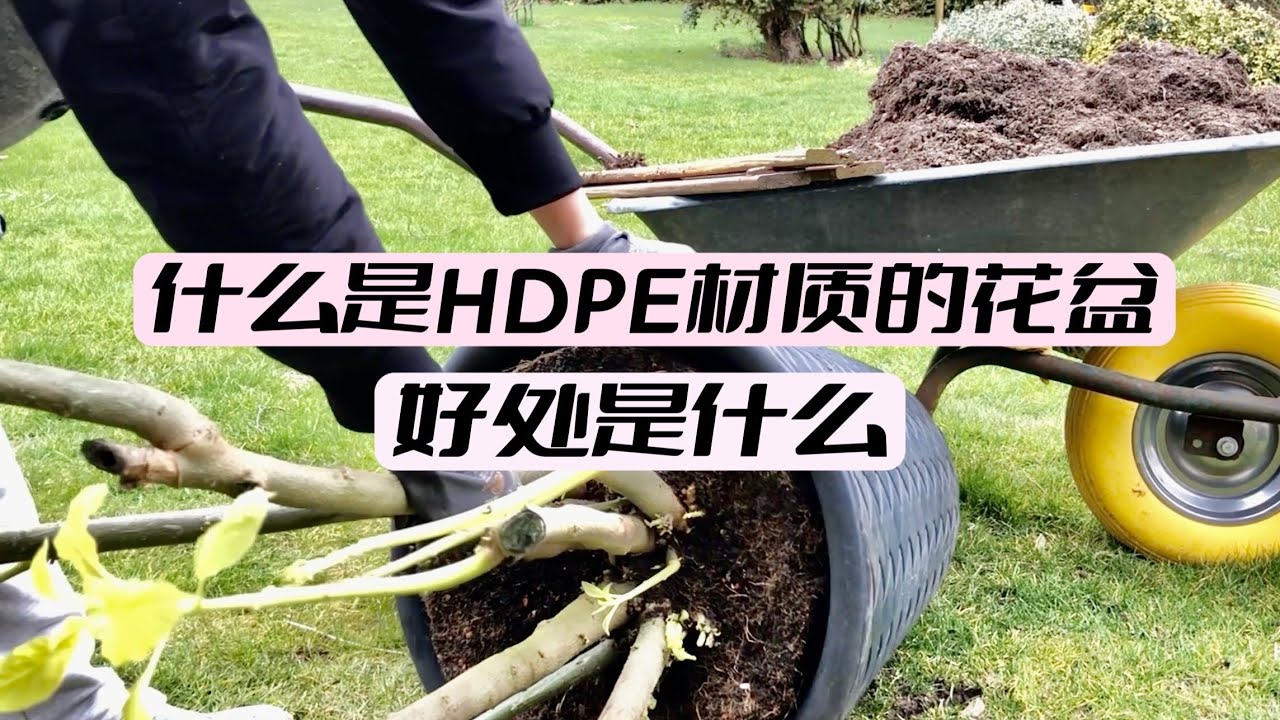 Engelstrompete曼陀罗初春种植/户外过冬专业防冻花盆推荐/大盆栽植物如何更换新盆土/如何不用更换新盆土还可以种好植物的方法/配土的重要和要点/16.03.2022