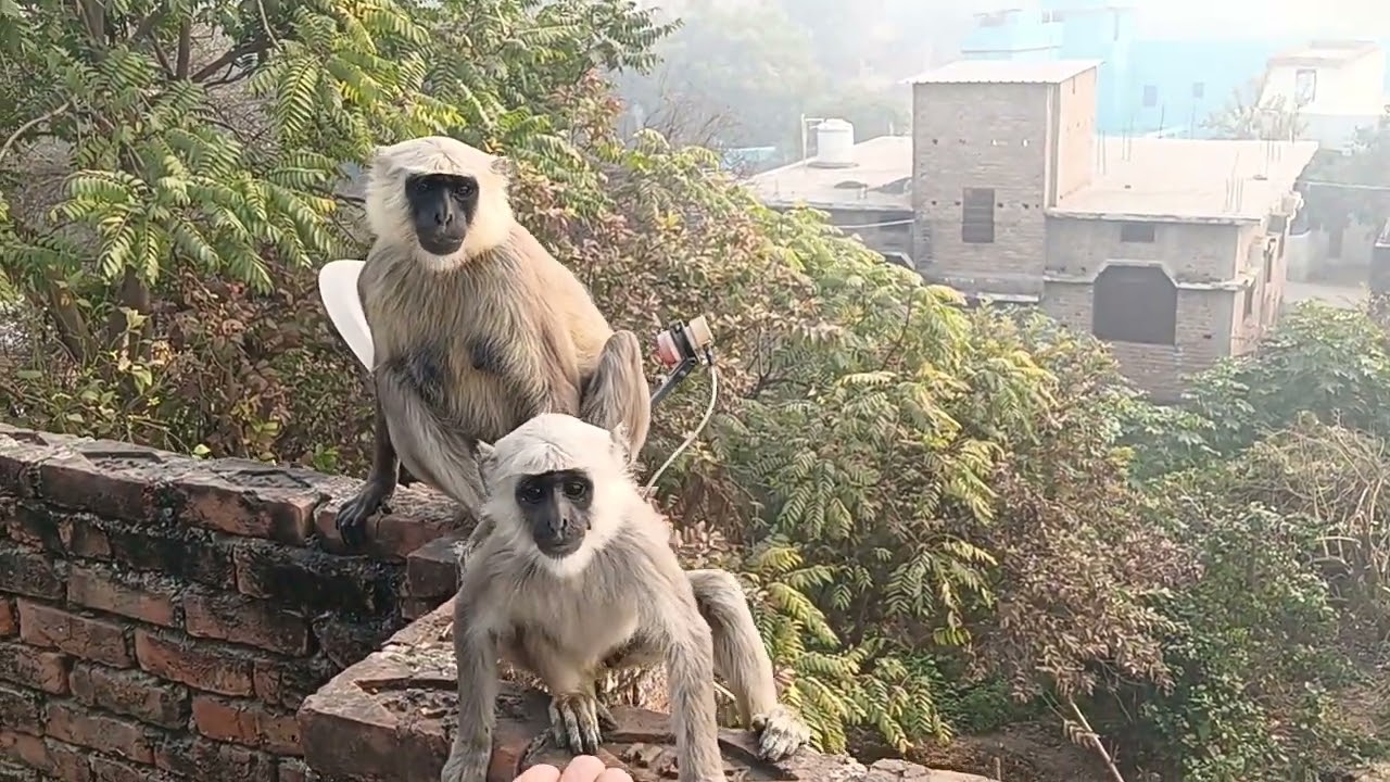  Baby Bandar video #video #comedy #monkey 