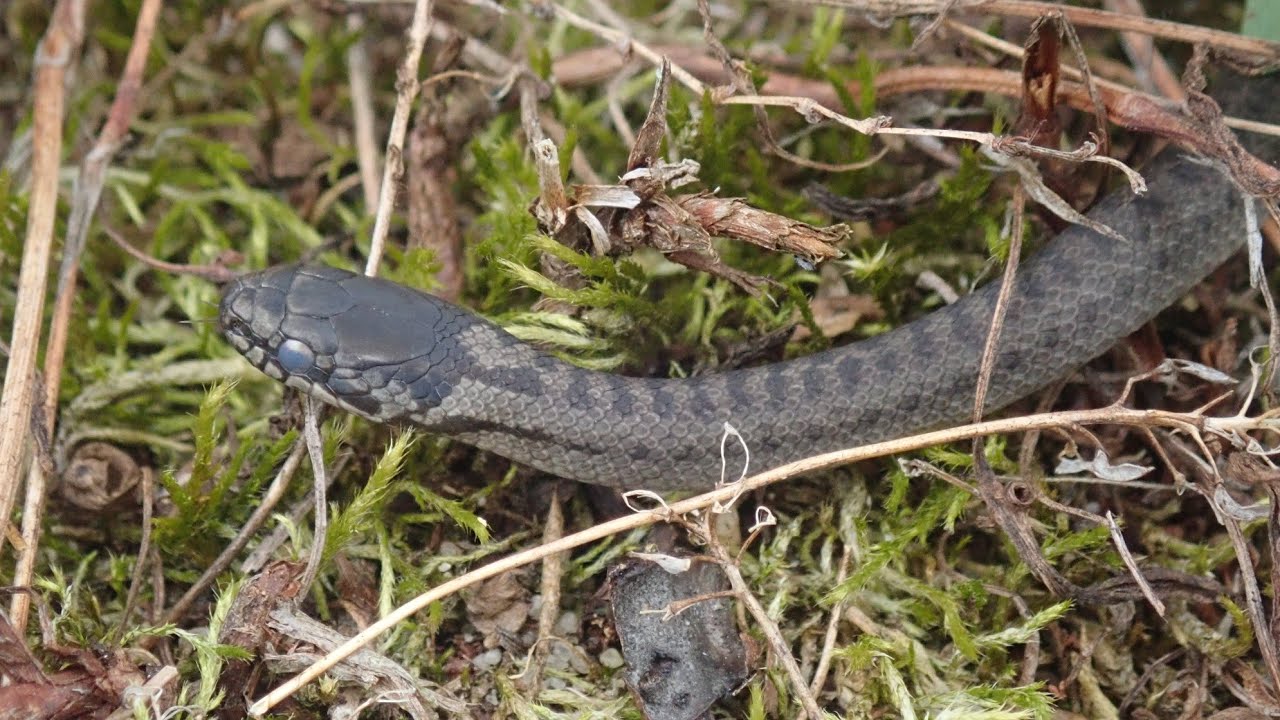 Gladde slang/Smooth snake (Coronella austriaca)