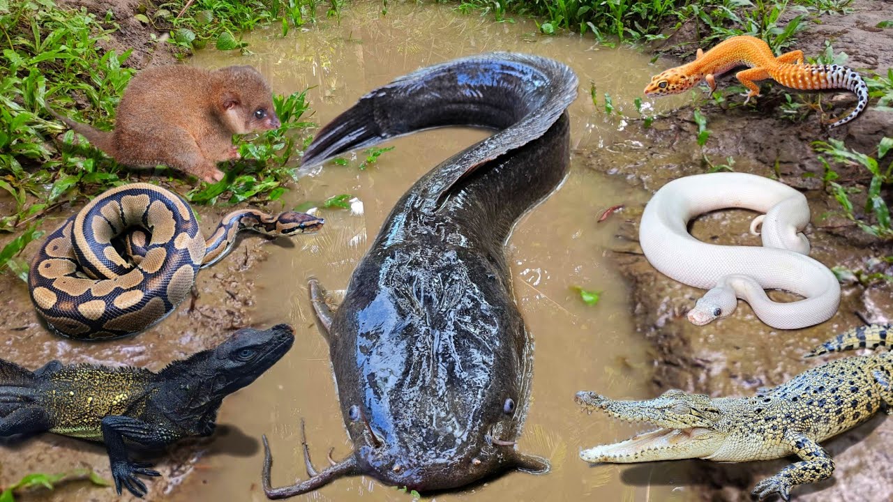 Menangkap ikan lele jumbo dalam lubang ada banyak hewan seram seperti ular,buaya,ikan mas,ikan gabus