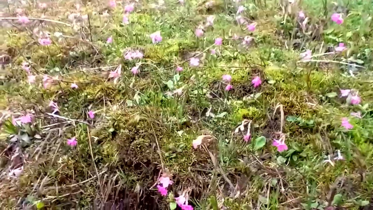 naran rajwal(1)