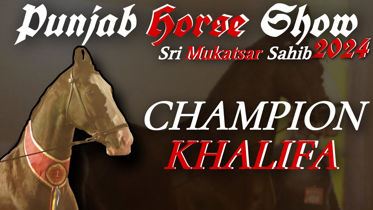 PUNJAB HORSE SHOW SRI MUKATSAR SAHIB 2024 || CHAMPION KHALIFA