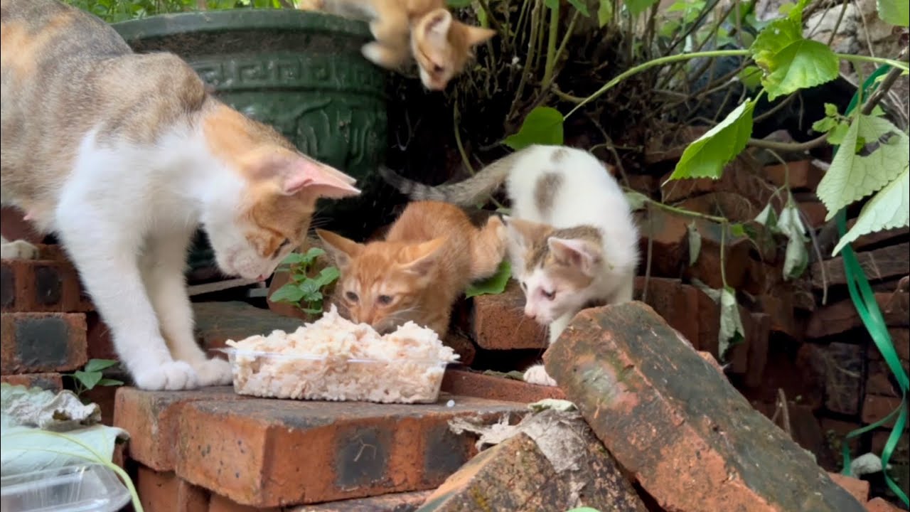 流浪猫妈妈叫孩子吃饭的声音原来是这么好听的，小奶猫乖乖出来了