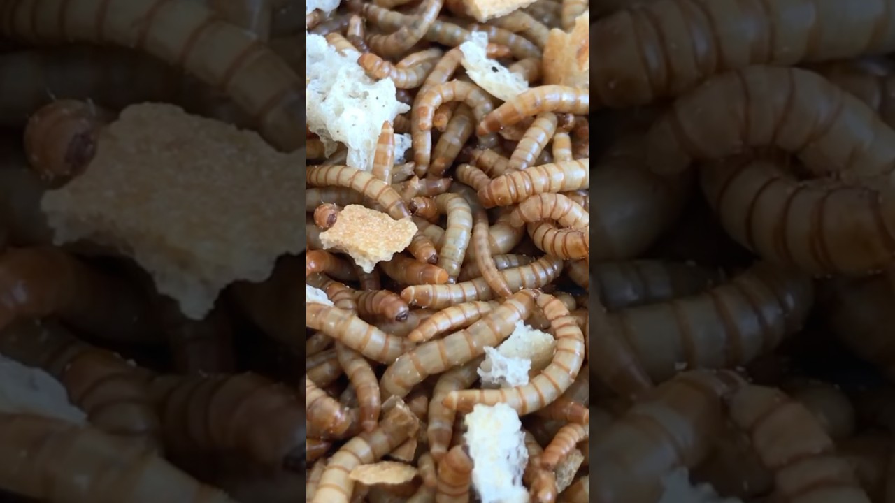 Breeding Mealworms Explained in 60 Seconds