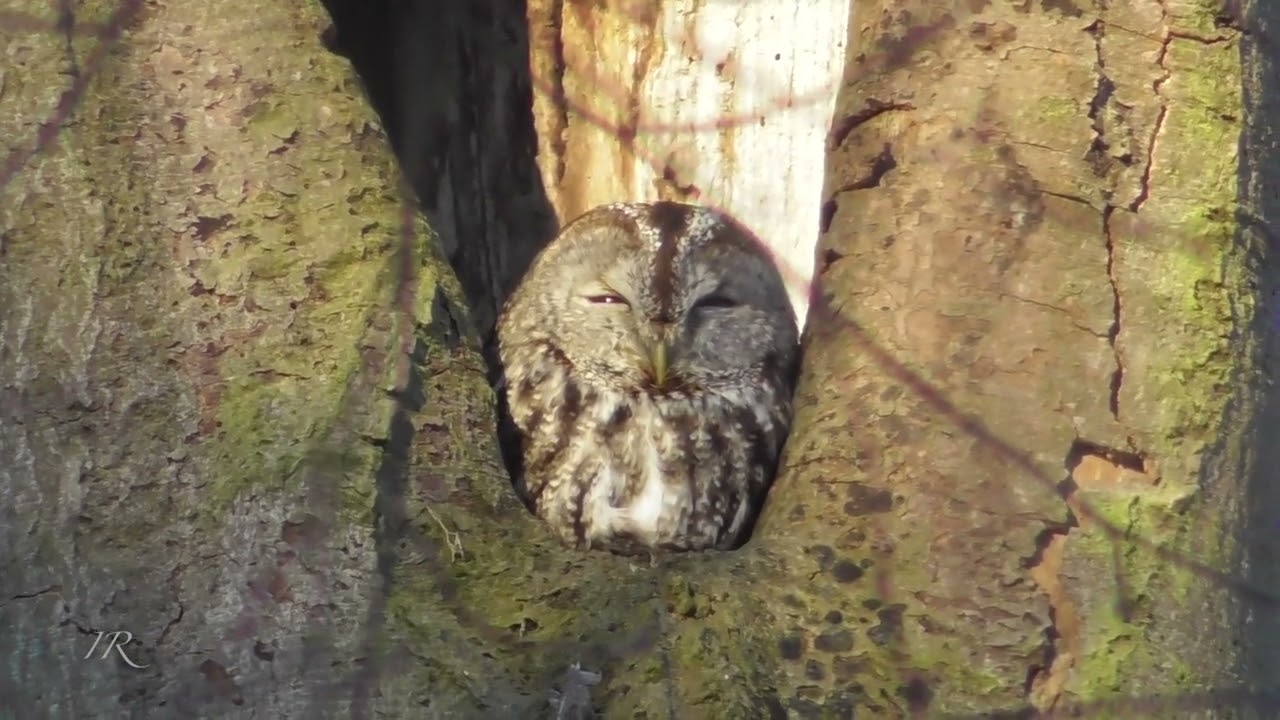 Tawny owl warming up in the sun (Strix aluco)