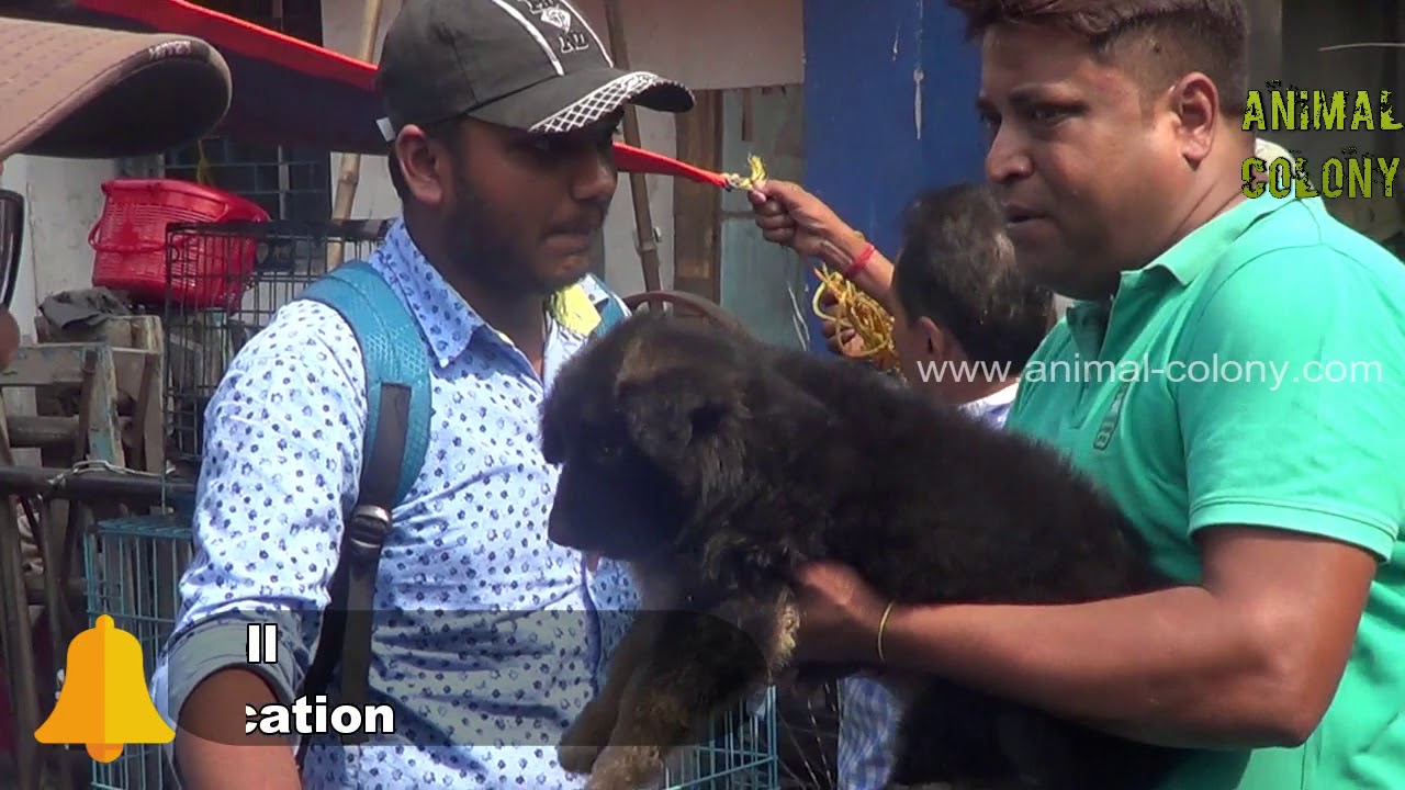 EXCELENT QUALITY GERMAN SHEPHERD CHAMPION BLOOD LINE LONG COATED AT GALIFF STREET PET MARKET