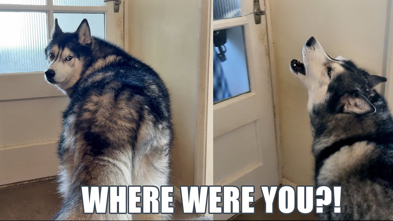 When My Husky’s Nan Returns After 4 Days Away!