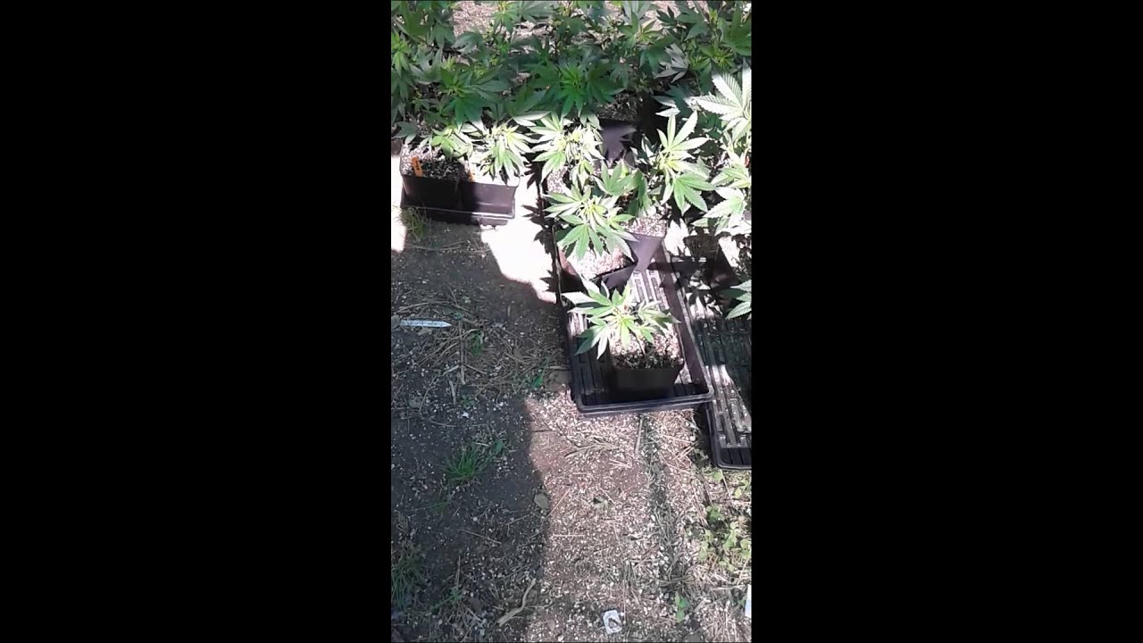 Mmj plants