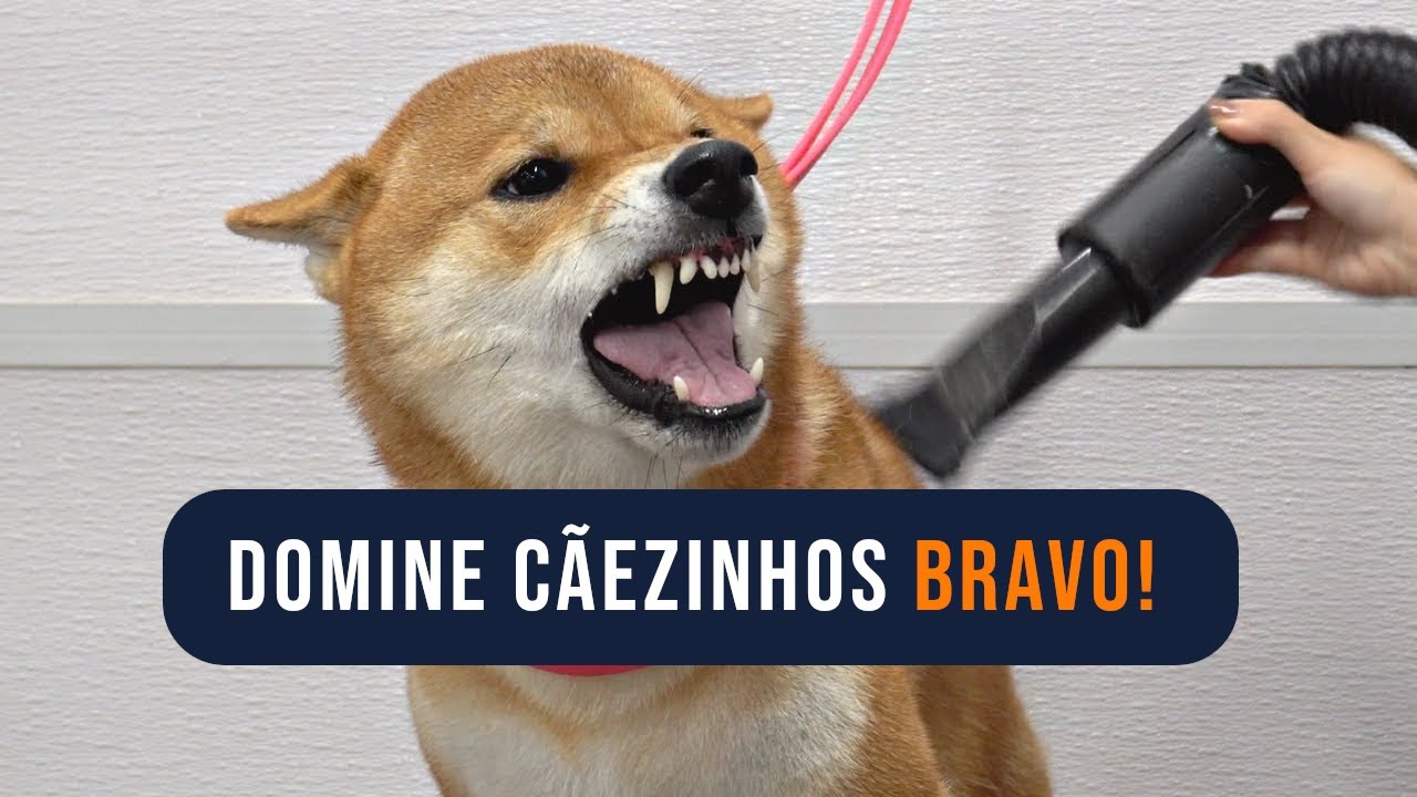 DESVENDE AS ESTRATÉGIAS para Dominar Cãezinhos Bravo no Banho e Tosa