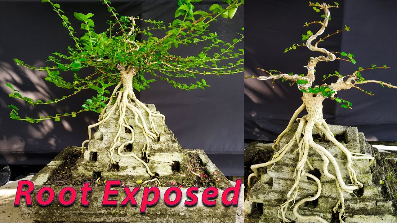 Root Exposed Bonsai Premna Microphylla //Samaresh Bonsai//2021//