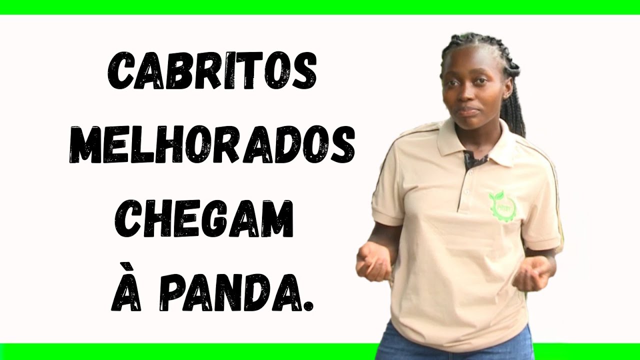 Cabritos melhorados chegam à Panda.