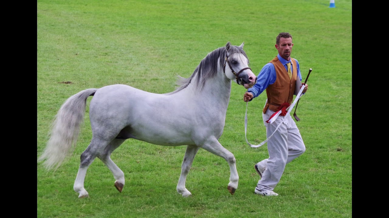 Royal Welsh 2019, Welsh Mountain Pony Winners plus a few Cobs