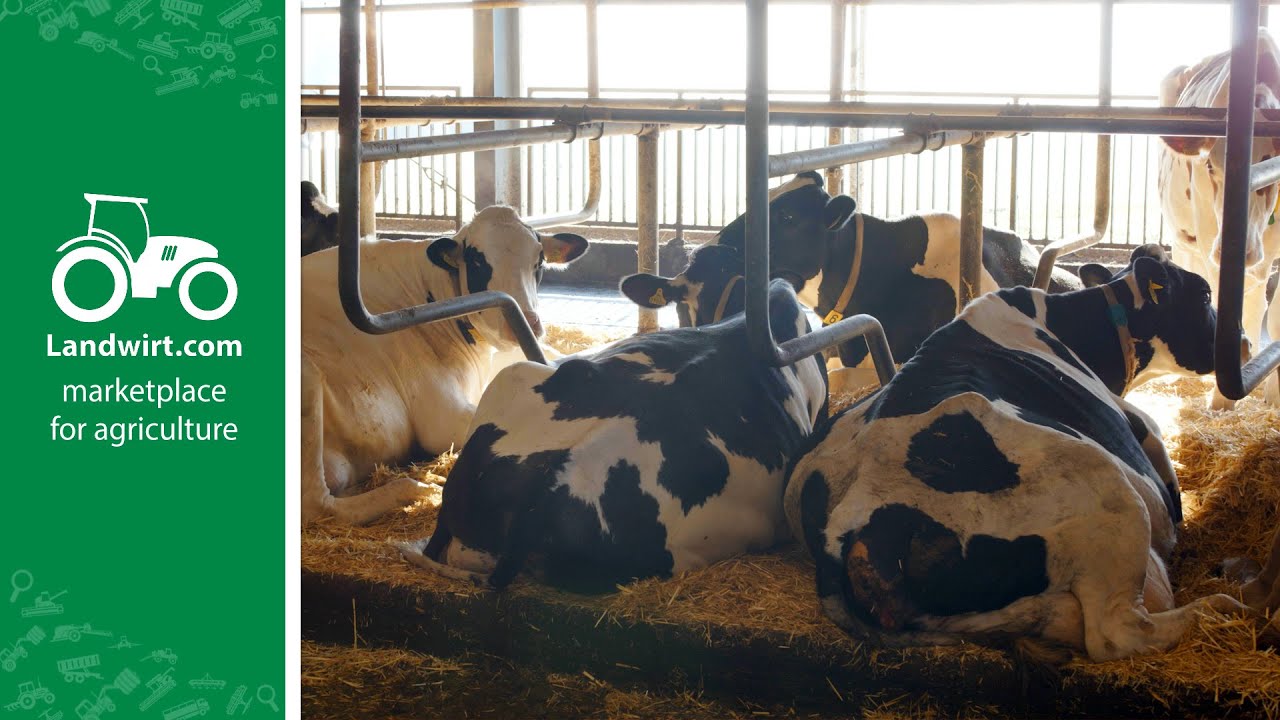 Darum steht eine Kuh in der Liegebox | landwirt.com