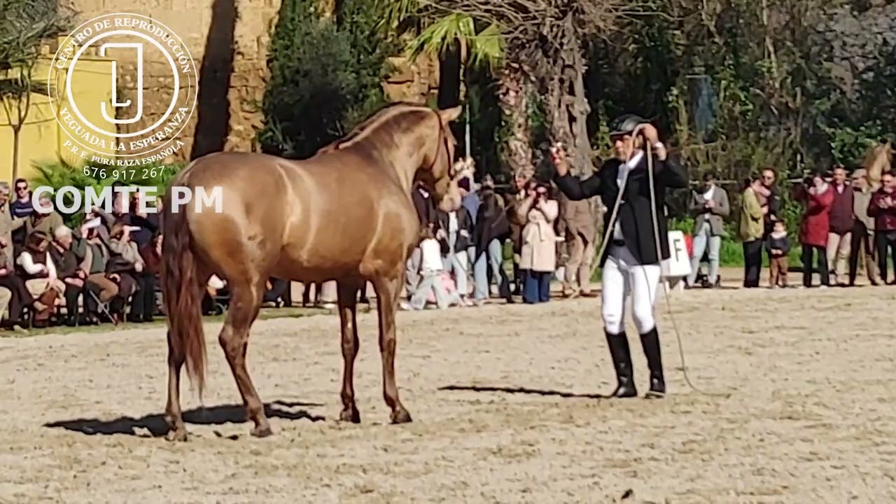 Caballo Semental P.R.E. COMTE PM