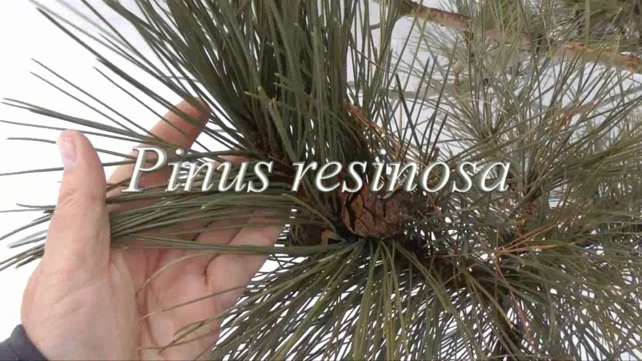 Pine Tree Identification