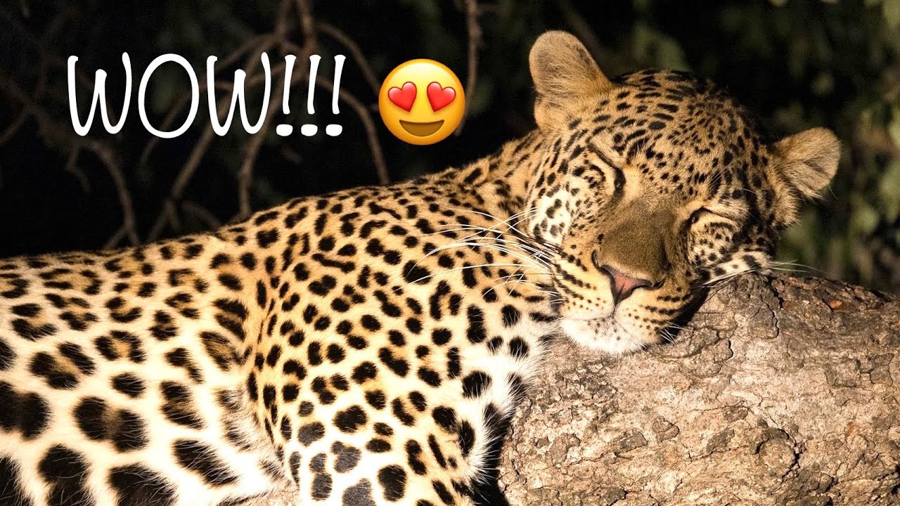 Safari Sightings in Timbavati & Kruger National Park | South Africa 2023