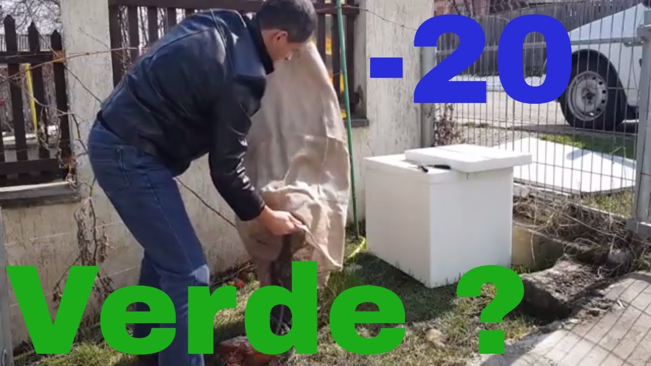 Palmier plantat in gradina in Romania. A rezistat peste iarna ?
