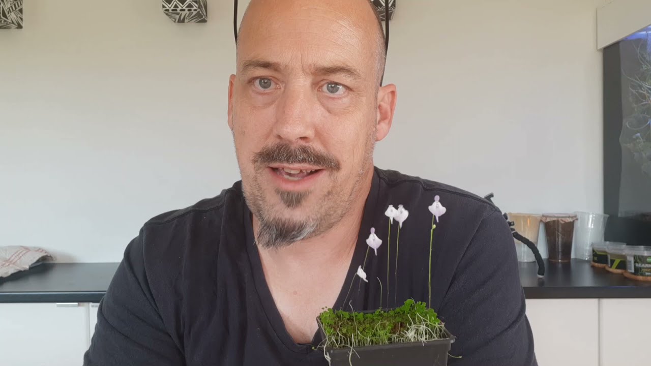 Utricularia pubescens care and culture