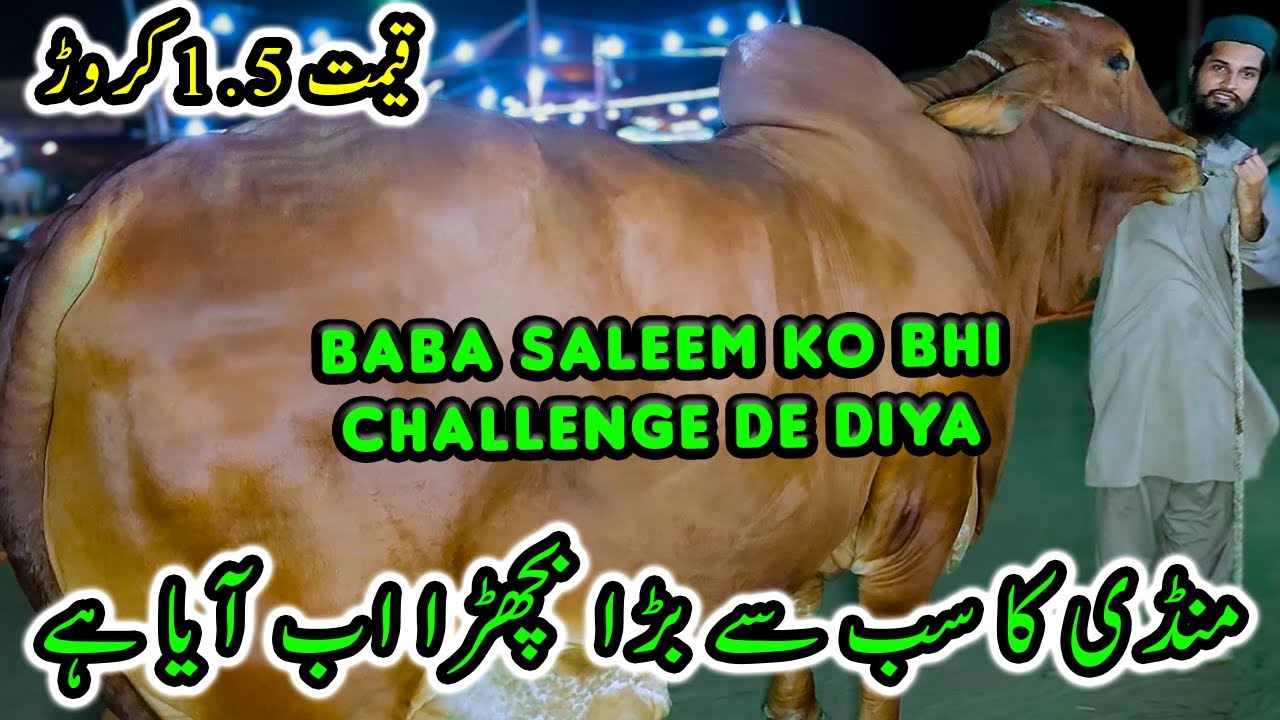 Northern Bypass Cow Mandi Ka Sab Se HEAVY BULL UNLOAD Ho Gya | Cattle Market Karachi | Bakra Eid