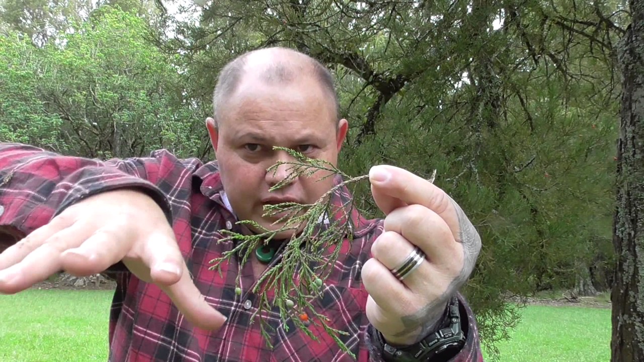 New Zealand Native Tree Kahikatea