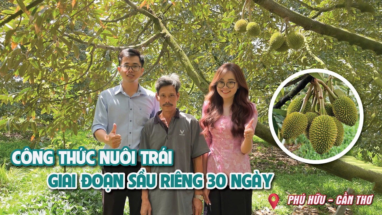 Công thức nuôi trái giai đoạn sầu riêng 30 ngày | Hai Lúa Vàng