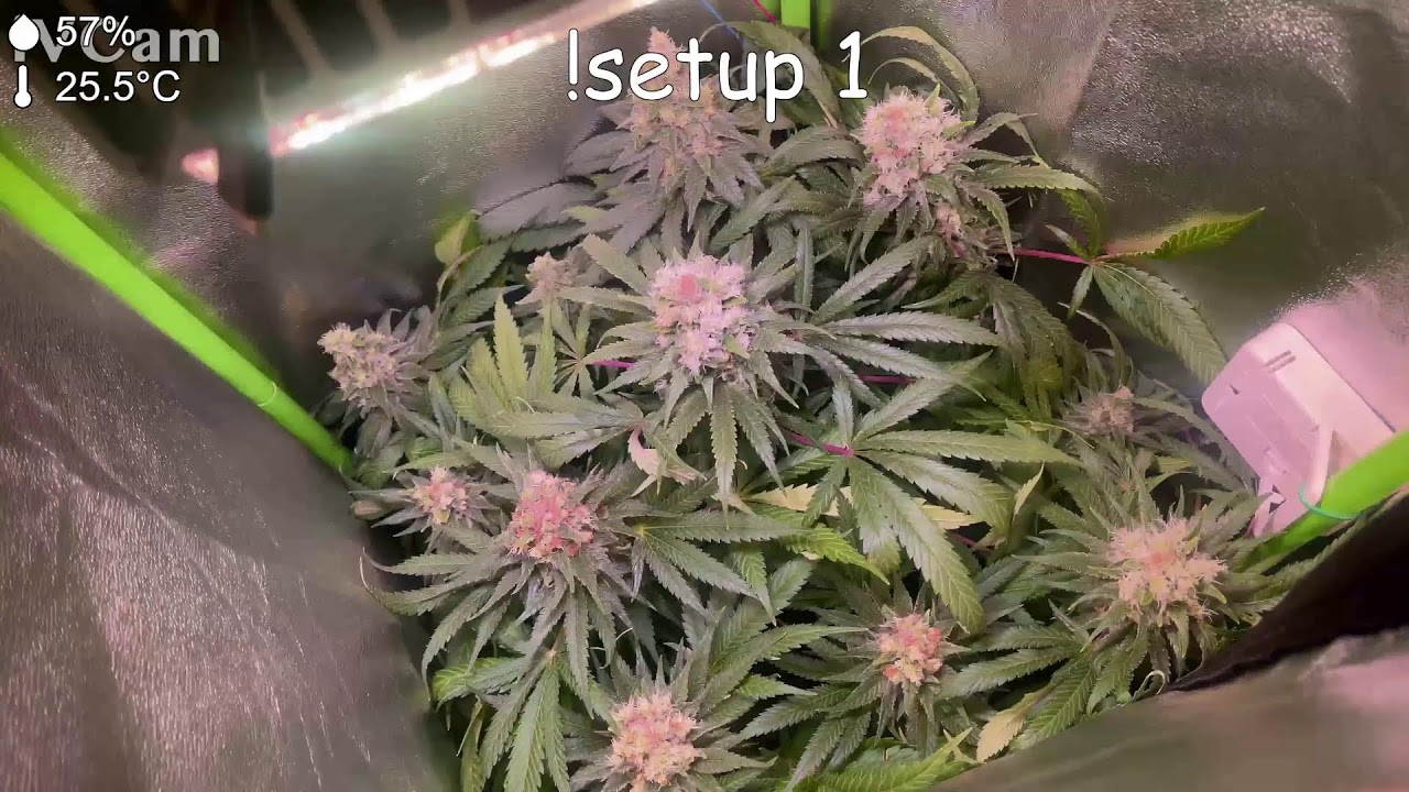 GrowWEED Any% Speedrun