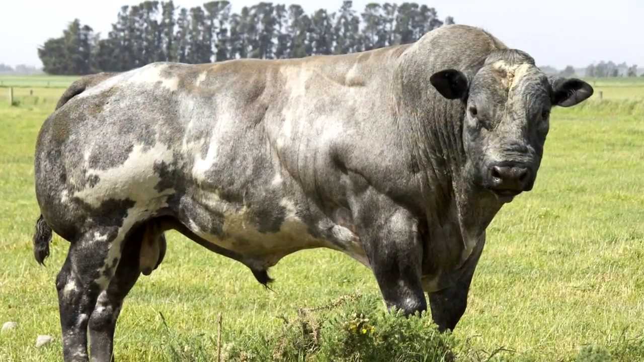 Belgian Blue Cows -- evidence of 'de-volution'