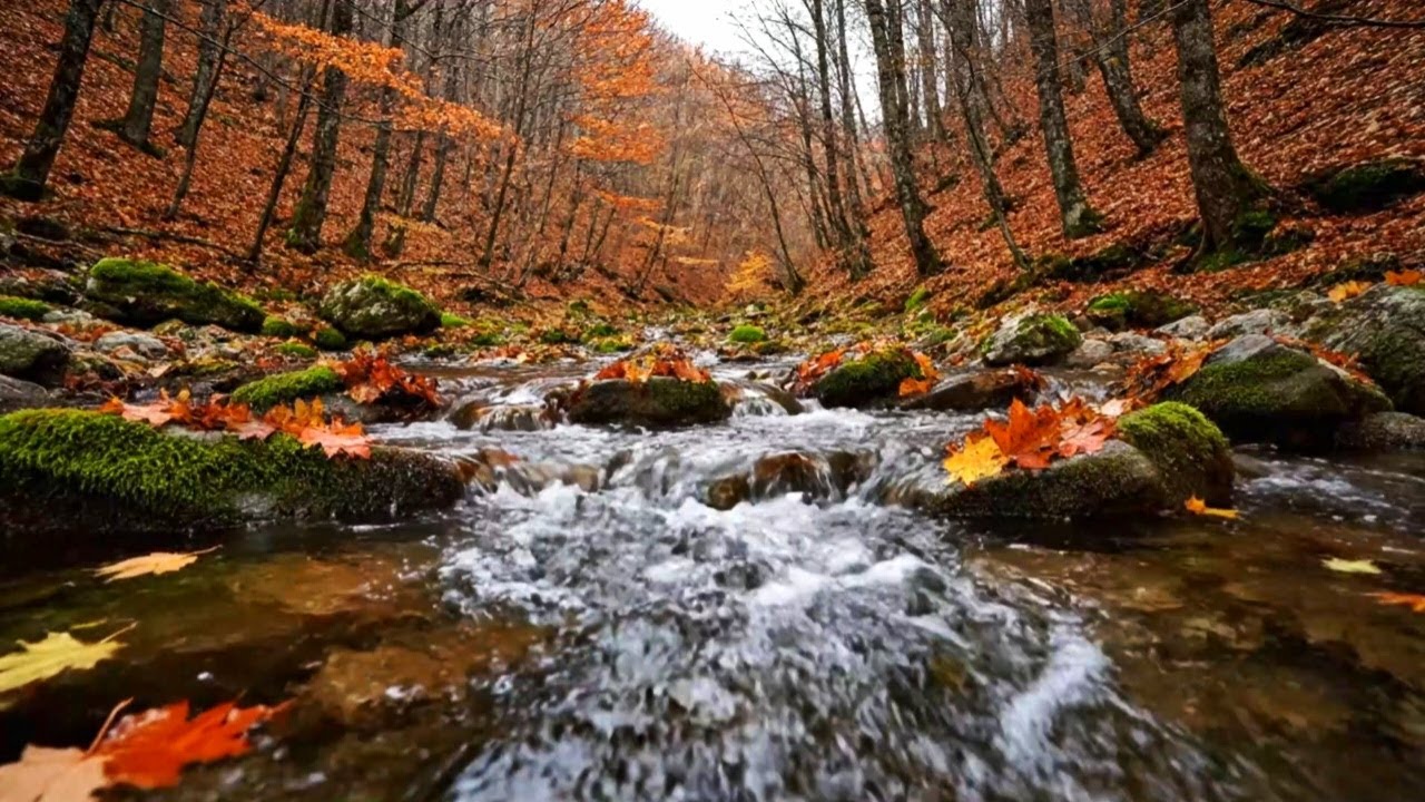RIVER SOUNDS ASMR | RELAXING WATER AMBIENCE TO IMPROVE SLEEP AND REDUCE STRESS