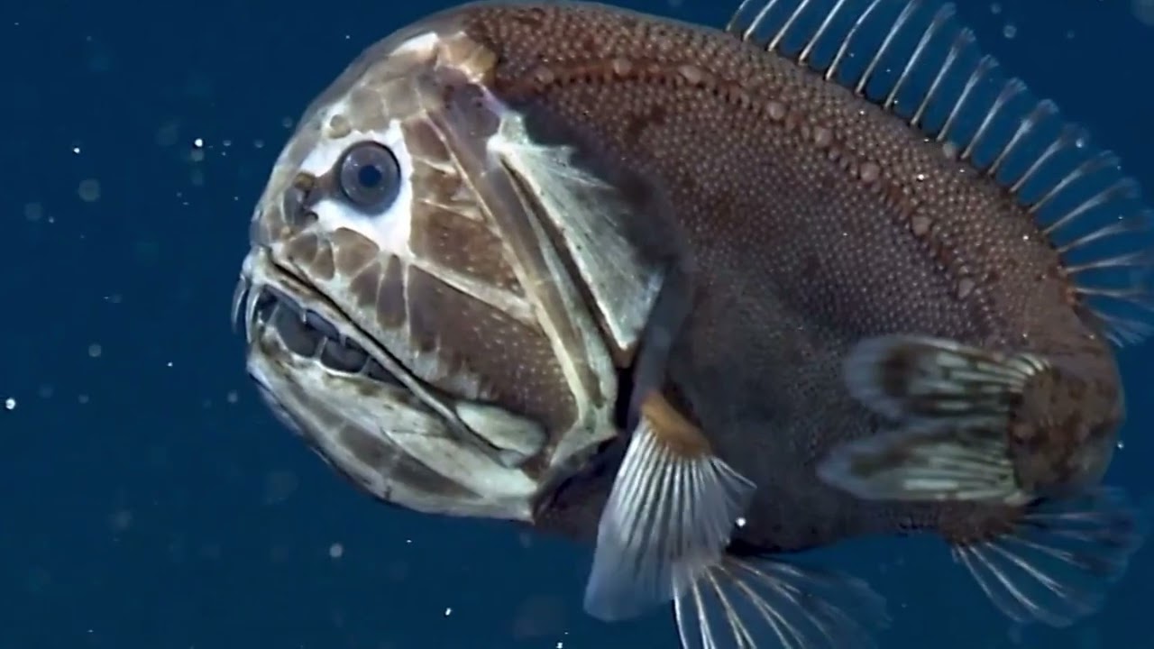 6 Underwater Creatures That Look Like Alien Life Forms