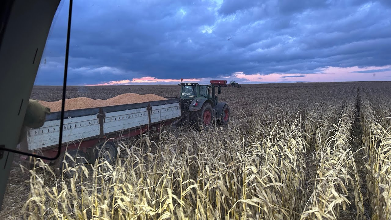 Claas Lexion 8700 vs 2x Fendt l Polska 🇵🇱 #54 l  